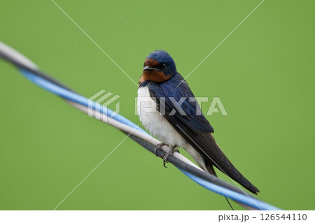 ツバメ swallow / Japan 126544110