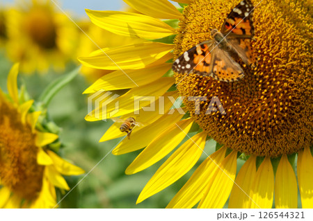 蜜を求めて 126544321