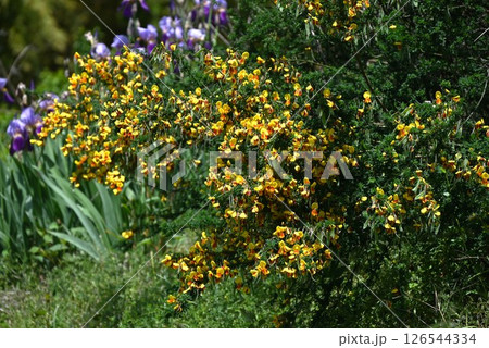 ホオベニエニシダの花・頬紅金雀枝 126544334