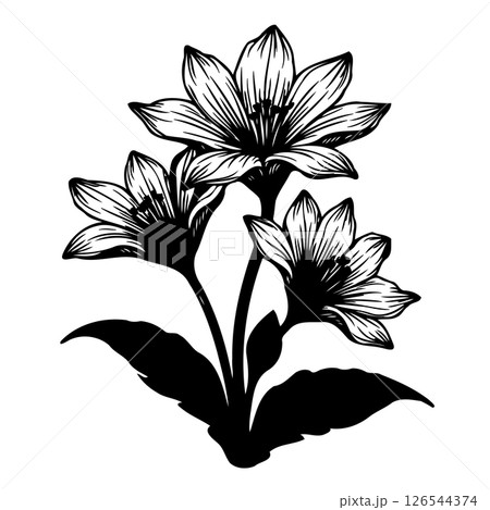 Elegant floral botanical illustration with exquisite lily flower arrangement 126544374