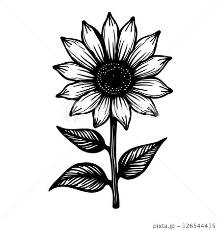 Detailed Sunflower Illustration: Hand-Drawn Floral Design with Intricate Petals Detailed Sunflower Illustration: Hand-Drawn Floral Design with Intricate Petals 126544415