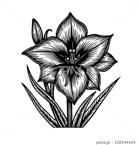 Monochrome Amaryllis Blossom: Engraved Style Floral Illustration on White Canvas 126544424