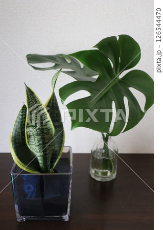 下駄箱の上のモンステラとサンセベリア 下駄箱の上のモンステラとサンセベリア 126544470