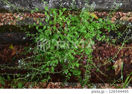 キュウリグサの花・胡瓜草・揉むとキュウリの匂いがする雑草 126544495
