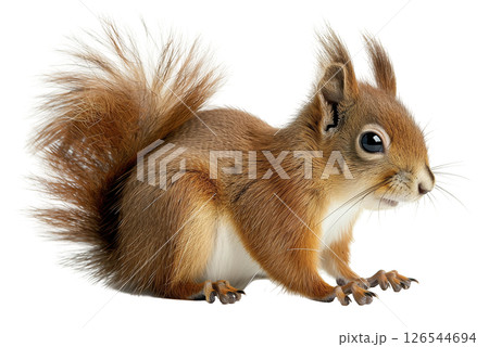 Squirrel isolated on white background png transparent clipart. 126544694