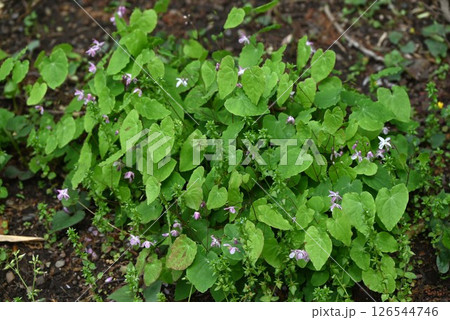 イカリソウの花・錨草 126544746