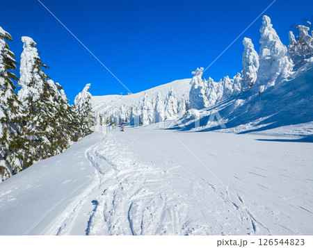 樹氷原の直線コースから山頂を振り返った眺望 (山形県、蔵王温泉スキー場、樹氷原コース) 樹氷原の直線コースから山頂を振り返った眺望 (山形県、蔵王温泉スキー場、樹氷原コース) 126544823