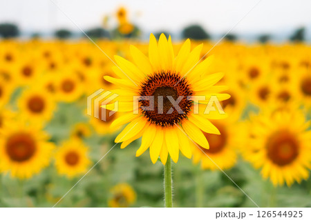 夏の花のある風景 夏の花のある風景 126544925