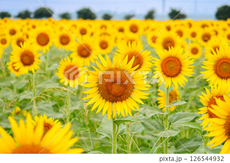 一面に咲き誇ったひまわり畑 126544932