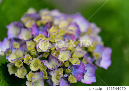 雨上がりの紫陽花 雨上がりの紫陽花 126544970