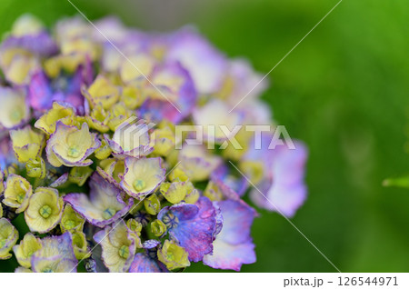 雨上がりの紫陽花 126544971