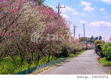 花桃の並木の風景 花桃の並木の風景 126545078