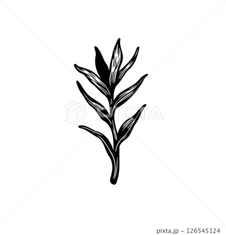 Elegant botanical illustration, minimalist monochrome leaves design in graceful arrangement Elegant botanical illustration, minimalist monochrome leaves design in graceful arrangement 126545124