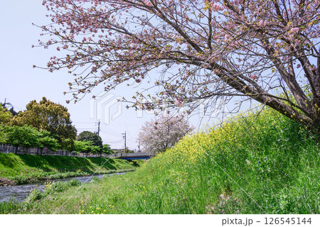 菜の花と満開の桜の風景 菜の花と満開の桜の風景 126545144