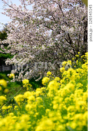 菜の花と満開の桜の風景 126545145