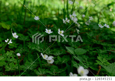 白い可憐な花 126545151