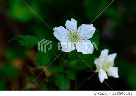 白い花 白い花 126545153