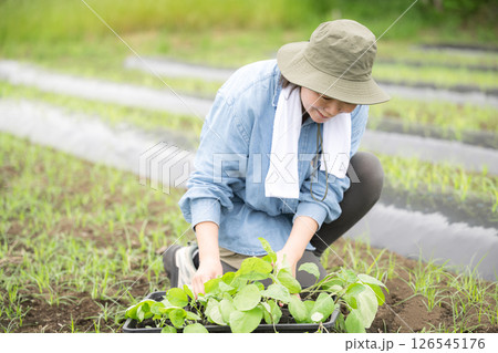 畑でナスの苗植え作業する女性 畑でナスの苗植え作業する女性 126545176