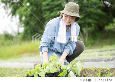 畑でナスの苗植え作業する女性 126545178
