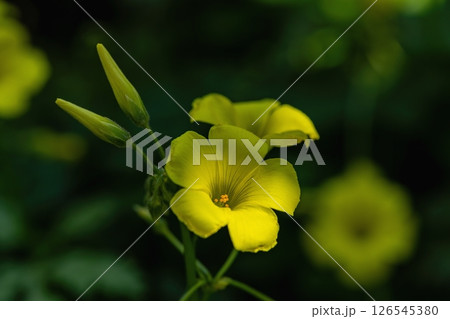 オオキカタバミの花 オオキカタバミの花 126545380