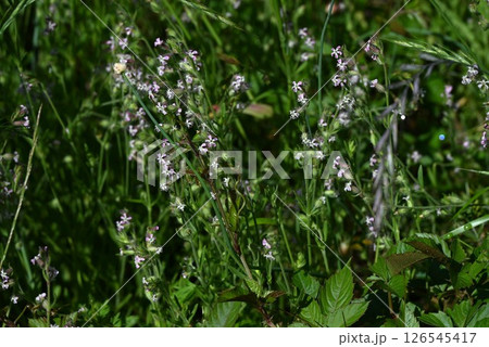 シロバナマンテマの花・南ヨーロッパ原産の帰化植物 126545417