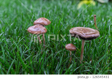 クロ-ズアップ クローズアップ 接写 126545431