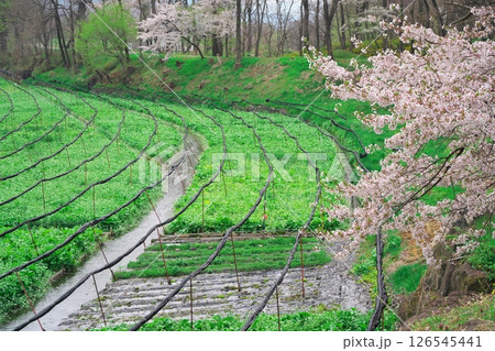 春の信州安曇野　大王わさび農場に咲く桜とわさび畑 126545441