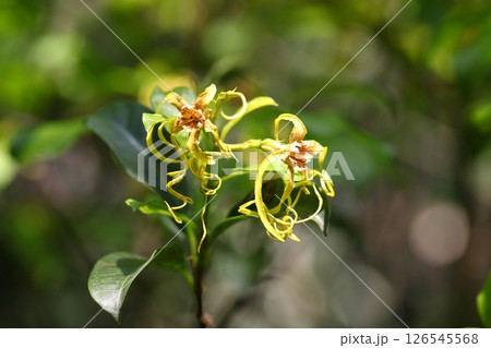 キンリュウカの花 126545568