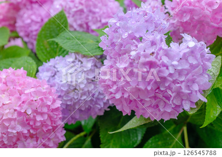 植物 工場 プランツ 126545788