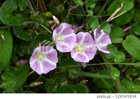 ハマヒルガオの花・浜昼顔 ハマヒルガオの花・浜昼顔 126545834