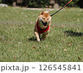 森を歩く柴犬 126545841