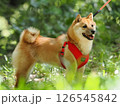 森を歩く柴犬 126545842