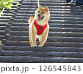 森を歩く柴犬 126545843