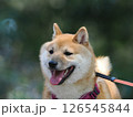 森を歩く柴犬 126545844