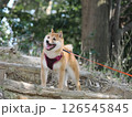森を歩く柴犬 126545845