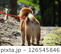 森を歩く柴犬 126545846