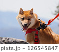 森を歩く柴犬 126545847