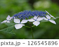 紫陽花・あじさい・アジサイ 126545896