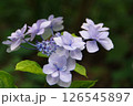 紫陽花・あじさい・アジサイ 126545897