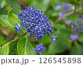 紫陽花・あじさい・アジサイ 126545898