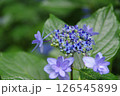 紫陽花・あじさい・アジサイ 126545899