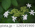 紫陽花・あじさい・アジサイ 126545900