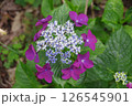 紫陽花・あじさい・アジサイ 126545901