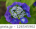紫陽花・あじさい・アジサイ 126545902