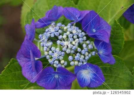 紫陽花・あじさい・アジサイ 紫陽花・あじさい・アジサイ 126545902