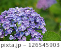 紫陽花・あじさい・アジサイ 126545903