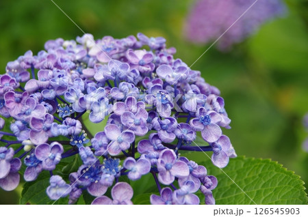 紫陽花・あじさい・アジサイ 紫陽花・あじさい・アジサイ 126545903