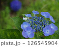 紫陽花・あじさい・アジサイ 126545904