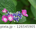 紫陽花・あじさい・アジサイ 126545905