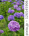 紫陽花・あじさい・アジサイ 126545906